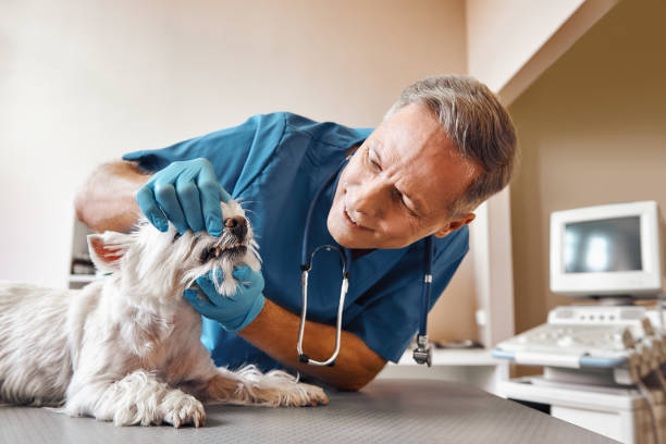 Best Dentist for Tooth Abscess  in Hermann, MO